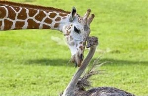 giraffe ostrich