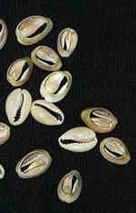 cowry-half-shell-1091-1334189759-jpg